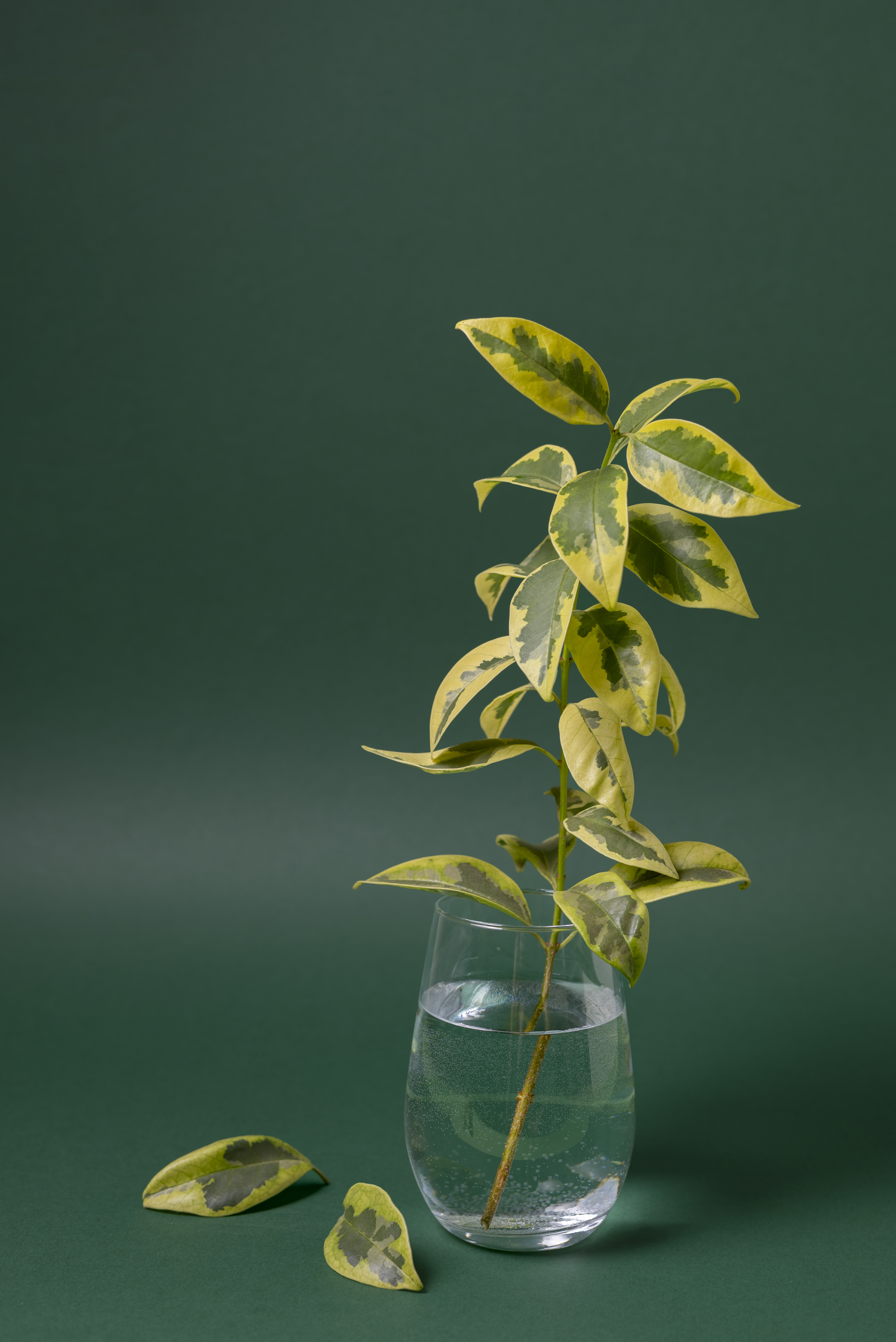 beaux-details-de-plantes-bicolores